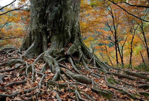 Photo taken on October 20, 2012 shows a view on the Guangwu Mountain in Nanjiang County, Southwest China's Sichuan Province. The mountain has 12 natural scenic areas and 333.3 square kilometers of virgin forest. Photo: Xinhua