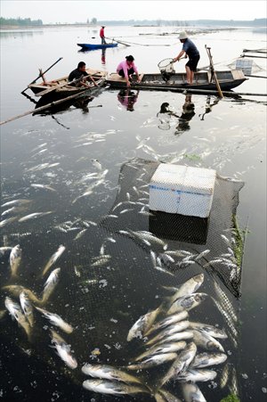 Fishermen clear dead fish in Tancheng, Shandong Province on May 8. The fishermen suspect that 300 cages of fish died due to industrial pollution. Photo: CFP