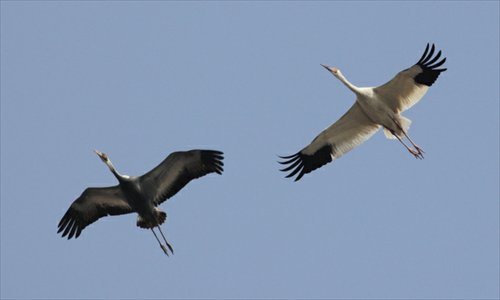 A Siberian crane flies over Wild Duck Lake Nature Reserve