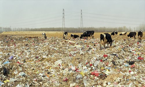 Farm animals forage in garbage dumps.