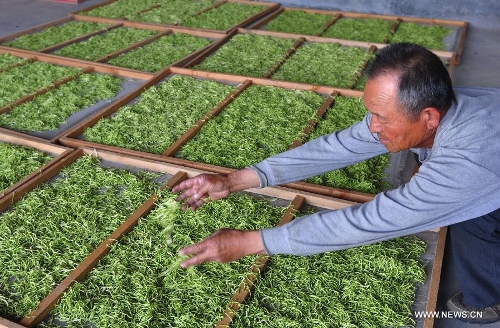 A farmer airs the newly picked honeysuckle, a kind of herbal medicine, at a planting base in Liangjia Village of Binzhou City, east China's Shandong Province, May 20, 2013. (Xinhua/Dong Naide)