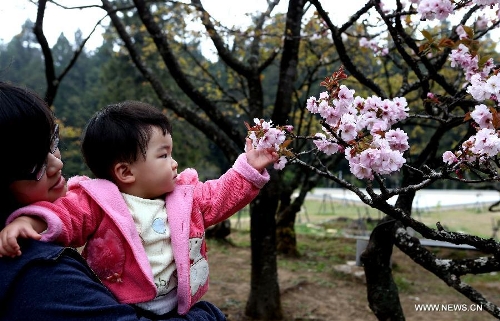 Tourists enjoy cherry blossoms in the Alishan Scenic Area in Chiayi, southeast China's Taiwan, March 26, 2013. (Xinhua/Xie Xiudong) 