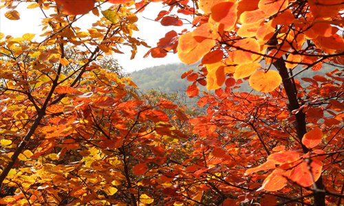 Fall leaves cling to branches.Photo:CFP