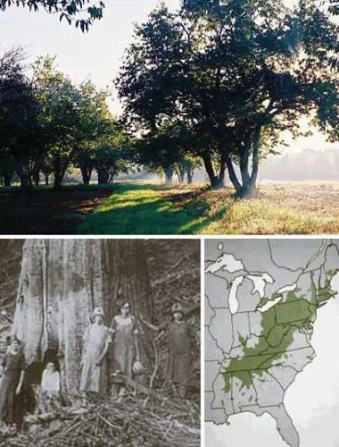 Top 3: American Chestnut. Source: people.com.cn