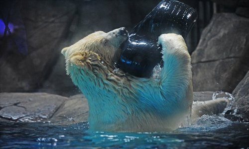 A polar bear bites a tire in Wuhan Haichang Polar Ocean World in Hubei Province. Rumor has it that the park's two polar bears were starved, which the zoo keepers have denied. Photo: CFP