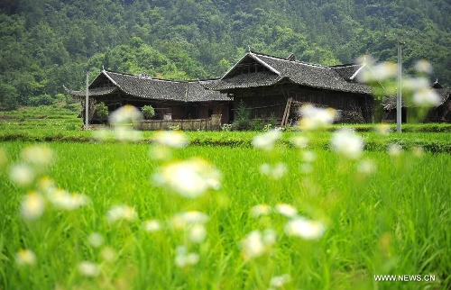 Photo taken on June 16, 2013 shows the wooden Diaojiaolou, or stilted houses in Shiyanping Village, Wangjiaping Township of Zhangjiajie City in central China's Hunan Province. The Shiyanping Village, located in the southeast of Wangjiaping, is one of the regions in Hunan where stilted houses are well preserved. With a toal of 182 existing stilted houses of the Tujia ethnic group, the village was listed as the seventh batch of important heritage sites under state protection in 2013. (Xinhua/Shao Ying)