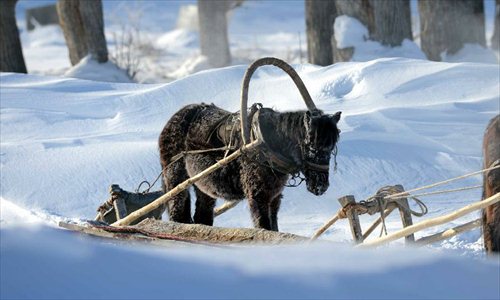 A horse drags a sledge after snowfall in Altay, northwest China's Xinjiang Uygur Autonomous Region, Dec. 28, 2012. Beautiful snow scenery here attracts a good many tourists.Photo: Xinhua