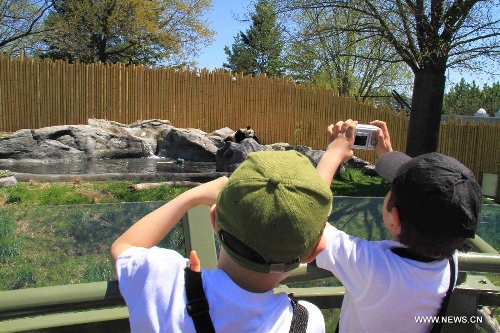 Two boys take photos of Giant panda Da Mao at the Toronto Zoo in Toronto, Canada, May 16, 2013. About 200 VIP guests attended the opening ceremony of the Giant Panda exhibition at he Toronto Zoo on Thursday. The exhibit features two pandas from China, Da Mao and Er Shun, who will be staying in the Toronto Zoo for five years before they are moved to the Calgary Zoo for another five years in Canada. (Xinhua/Ma Dan) 