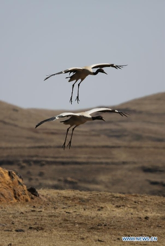  Black-necked cranes are seen at the Dashanbao Black-Necked Crane National Nature Reserve in Zhaotong, southwest China's Yunnan Province, March 22, 2013. Dashanbao Reserve is the biggest wintering habitat for black-necked cranes in China. (Xinhua/Liang Zhiqiang)  