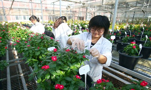 Students cultivate catharanthus roseusin at Shanghai Jiao Tong University Monday. In Traditional Chinese Medicine,  extracts from the plant are used to treat certain types of cancer. The university faculty has cultivated the plant to produce twice the normal amount of these extracts in its leaves. Photo: Cai Xianmin/GT