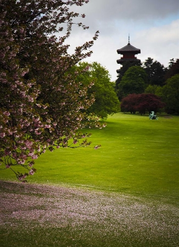 The photo taken on May 10, 2013 shows cherry blossom petals lying in the Royal Garden in Brussels, capital of Belgium. The Belgian royal family opens its greenhouses in the royal garden with wide variety of flowers to the public for three weeks every year. (Xinhua/Zhou Lei) 