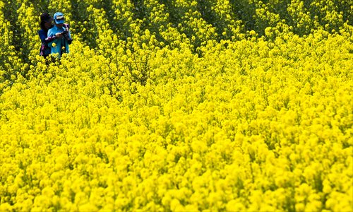 Rapeseed flowers cover hills as far as the eye can see, casting the landscape in a lovely yellow in Hanzhong, Shaanxi Province. Photo: CFP