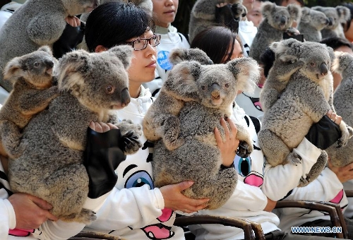 Newly-born koalas tightly hold their mothers as feeders and koalas pose for group photos at Chimelong Safari Park in Guangzhou, capital of south China's Guangdong Province, Jan. 30, 2013. The park has successfully bred more than 20 koalas since it imported six koalas from Australia in 2006. (Xinhua/Liu Dawei) 