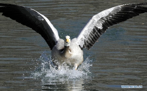A bar-headed goose takes off from a lake in the Longwangtan Park in Lhasa, capital of southwest China's Tibet Autonomous Region, March 6, 2013. Thanks to the efforts by Lhasa citizens to protect wild birds, the number of bar-headed geese in the city has been rising. (Xinhua/Chogo) 