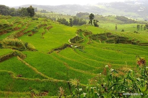 &nbsp;Photo taken on June 29, 2013 shows the village buildings and terraced fields in Yuanyang County of Honghe Prefecture in southwest China's Yunnan Province. The UNESCO's World Heritage Committee inscribed China's cultural landscape of Honghe Hani Rice Terraces onto the prestigious World Heritage List on June 22, bringing the total number of World Heritage Sites in China to 45. (Xinhua/Chen Haining)