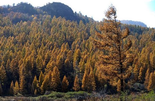 Photo taken on October 9, 2012 shows an autumn scenery of the Pangquangou state forest park in Jiaocheng County, North China's Shanxi Province. Photo: Xinhua