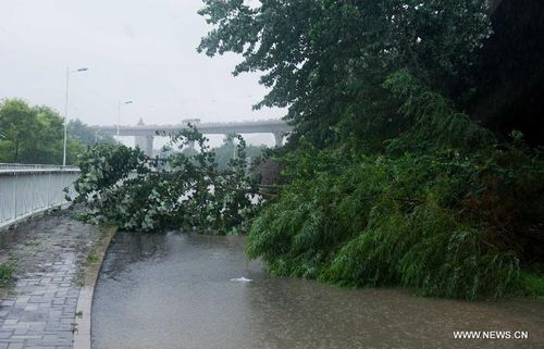 Photo taken on July 26, 2012 shows the broken trees in Tianjin, North China. Heavy rainfall hit the municipality from Wednesday afternoon to Thursday. Photo: Xinhua
