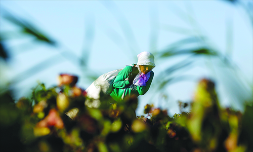 A cotton picker carries a bag of cotton through the field. Photo: Wu Jiaxiang