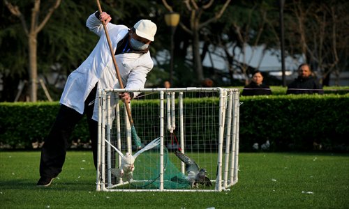 A worker moves pigeons out of a cage used to trap them at the People’s Square in downtown Shanghai on Saturday.  Pigeons on the city’s squares were grounded after H7N9 virus was detected in the poultry sold at local markets. Photo: Cai Xianmin/GT