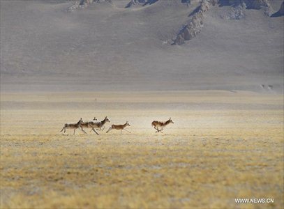 Photo taken on October 20, 2012 shows the Tibetan Antelopes on Qiangtang Grassland in Southwest China's Tibet Autonomous Region. Qiangtang Nature Reserve covers an area of more than 200,000 sq km in northern Tibet. The reserve is home to over 400 kinds of wild animals. (Xinhua/Liu Kun)