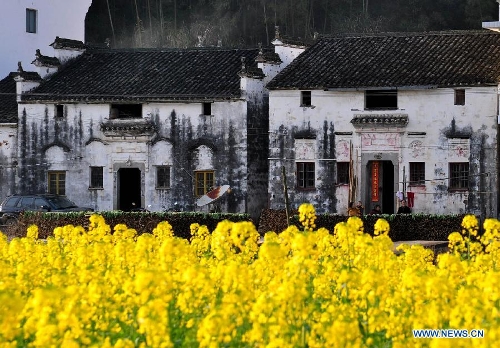 Cole flowers are in full bloom in Yutan Village of Taibai Township in Wuyuan County, east China's Jiangxi Province, March 3, 2013. (Xinhua/Hu Dunhuang) 