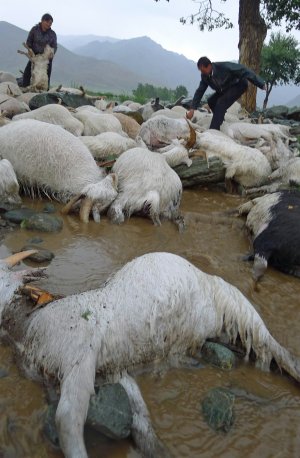 Farmers on Tuesday count dead sheep and goats killed by lightning. Some 143 sheep and goats were killed by lightning, and 30 drowned during a storm on Monday in Tacheng, Xinjiang Uyghur Autonomous Region. Photo: CFP