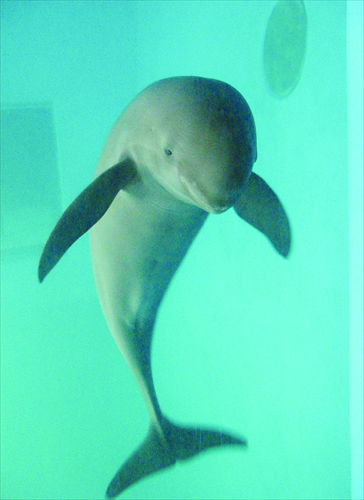 Finless porpoise