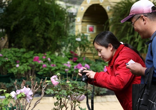&nbsp;Visitors take photos of the exhibited peonies on a peony show in Nantou of southeast China's Taiwan, March 9, 2013. A peony cultural festival was opened at the Sun Link Sea forest park on March 9. Over 8,000 peonies of some 50 species from central China's Henan Province will be exhibited on an attached show till the end of May. (Xinhua/Xie Xiudong)