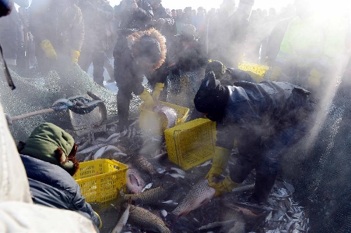 &nbsp;&nbsp;Fishermen harvest fish after ice fishing in the Ulunggur Lake in Fuhai County, northwest China's Xinjiang Uygur Autonomous Region, Jan. 12, 2013. The eighth Ulunggur Lake winter fishing festival kicked off in Fuhai on Saturday. (Xinhua/Sadat) 