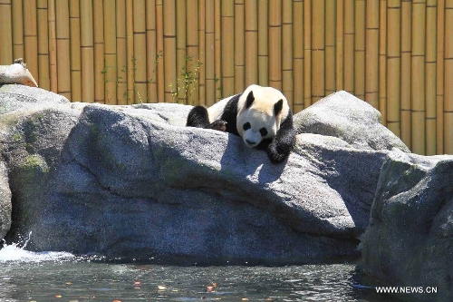 Giant panda Da Mao is seen at the Toronto Zoo in Toronto, Canada, May 16, 2013. About 200 VIP guests attended the opening ceremony of the Giant Panda exhibition at the Toronto Zoo on Thursday. The exhibit features two pandas from China, Da Mao and Er Shun, who will be staying in the Toronto Zoo for five years before they are moved to the Calgary Zoo for another five years in Canada. (Xinhua/Ma Dan) 
