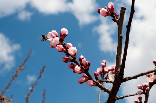 Photo taken on April 10, 2013 shows a bee gathering honey from apricot flowers at the Beijing Fenghuangling Nature Park in Beijing, capital of China. The 2013 Fenghuangling Apricot Flower Festival kicked off on Wednesday, with the expected best time for viewing falling between April 13 and April 23. (Xinhua/Zhang Yu) 