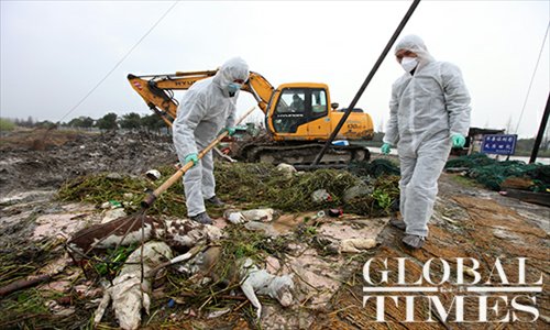 Employees from the Shanghai Agriculture Committee look for identification tags attached to pig carcasses on March 13. Photo: Cai Xianmin/GT
