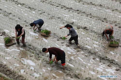 Farmers transplant rice seedlings in the field at Shuangmiao Village of Baofeng Township in Zhushan County, central China's Hubei Province, May 5, 2013. Farmers in central and eastern China are busy with planting crops as the summer approaches. (Xinhua/Zhang Lei)
