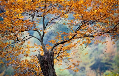Photo taken on October 20, 2012 shows a view on the Guangwu Mountain in Nanjiang County, Southwest China's Sichuan Province. The mountain has 12 natural scenic areas and 333.3 square kilometers of virgin forest. Photo: Xinhua