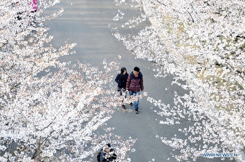 A couple walk under cherry blossom trees on the campus of Nanjing Forestry University in Nanjing, capital of east China's Jiangsu Province, March 21, 2013. (Xinhua) 