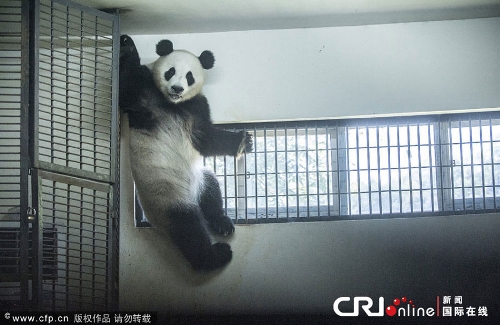 (Photo source: Crienglish.com/Chinanews)