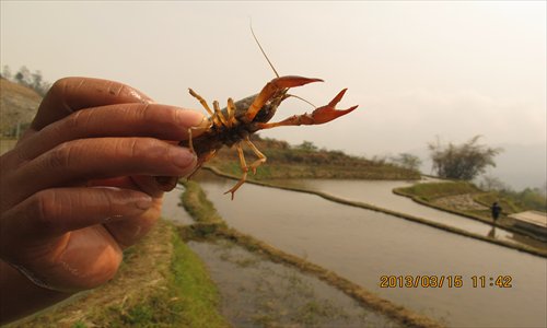 A crayfish waves its claws after being caught in Yuanyang, Yunnan Province, on March 15. Photo: CFP