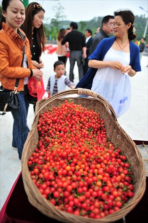 Tourists purchase cherries in Wenxiandong village, Central China's Hubei Province Thursday. The village built the province's first cherry tourism farm in 2009, with its total output reaching 500,000 kilograms each year. Agricultural sightseeing, which can give a boost to farmers' income, has become popular nationwide, especially in suburban areas. Photo: CFP