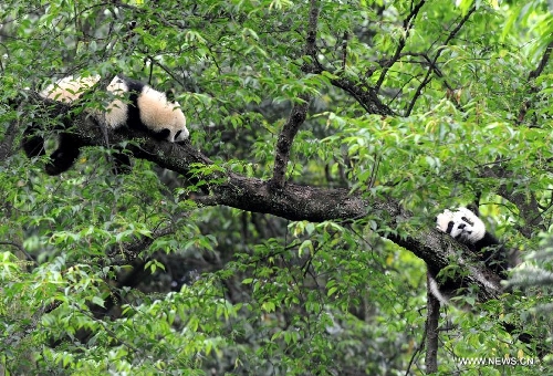 &nbsp;  Giant pandas sleep on a tree at the Bifengxia Panda Base, located about 20 km from the epicenter of a 7.0-magnitude earthquake on April 20, in Ya'an City, southwest China's Sichuan Province, April 24, 2013. Giant panda habitats near the epicenter of the earthquake that jolted Lushan County of Ya'an City have suffered only minor effects from the natural disaster. All 61 giant pandas at Bifengxia Panda Base are safe, according to local authorities. (Xinhua/Li Ziheng)&nbsp; 