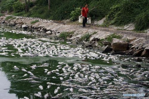 Dead fish float at the south lake in Wuhan, capital of Central China's Hubei Province, July 15, 2012. Large amout of dead fish showed up at the south lake of Wuhan recently. For several years, the dumping of sewage water and gabage made the environment of the lake worse and worse. Photo: Xinhua