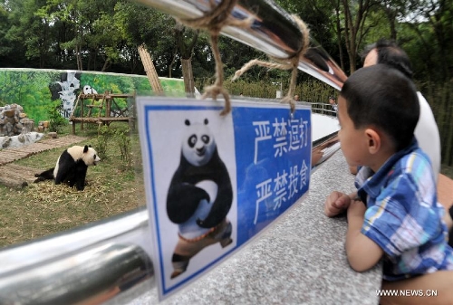 A boy views giant panda 