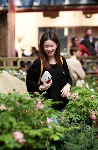 A visitor watches the exhibited peonies on a peony show in Nantou of southeast China's Taiwan, March 9, 2013. A peony cultural festival was opened at the Sun Link Sea forest park on March 9. Over 8,000 peonies of some 50 species from central China's Henan Province will be exhibited on an attached show till the end of May. (Xinhua/Xie Xiudong) &nbsp;