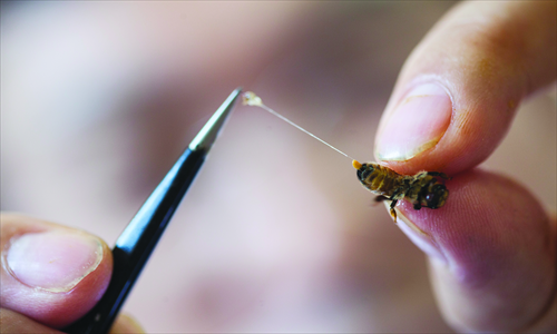  A doctor removes a bee stinger before using it on a patient.Photo: IC