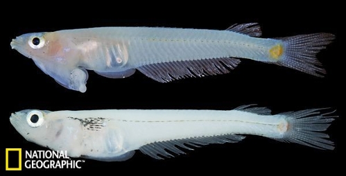 3. Genitalia-headed fish is evolutionary mystery (Source: sina.com.cn)