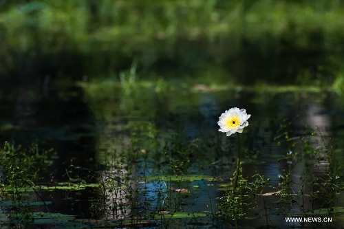 Photo taken on May 24, 2013 shows a lotus flower at the Kakadu National Park of Australia. The Kakadu National Park is a protected area in the northern area of Australia. The cultural and natural values of the Kakadu National Park were recognized internationally when the park was inscribed onto the UNESCO World Heritage List. (Xinhua/Qian Jun)