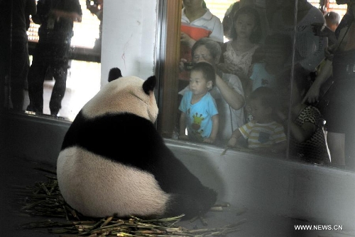 Giant panda 