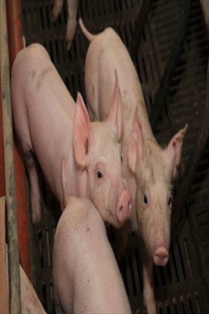 Pigs being raised at the Mahota Farm on Chongming Island Photos: Courtesy of the farm