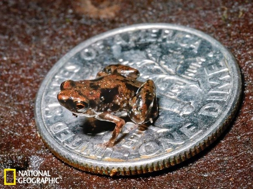 10. World’s smallest frog found (Source: sina.com.cn)