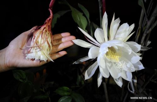 Photo taken on August 31, 2012 shows an epiphyllum flower in Taiyuan, capital of North China's Shanxi Province. Epiphyllum flowers only bloom for several hours only. Photo: Xinhua