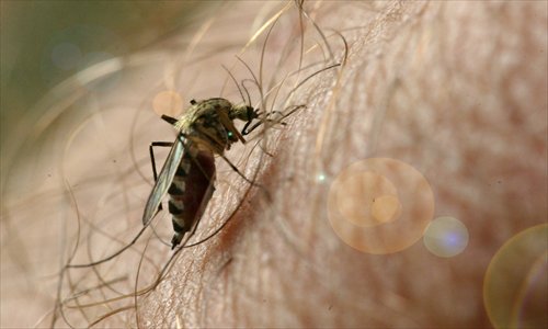 Beijingers are being encouraged to crack down on mosquitoes, as numbers are thought to be on the rise in residential areas of the city. Many native species appear to be pesticide-resistant. Photo: CFP